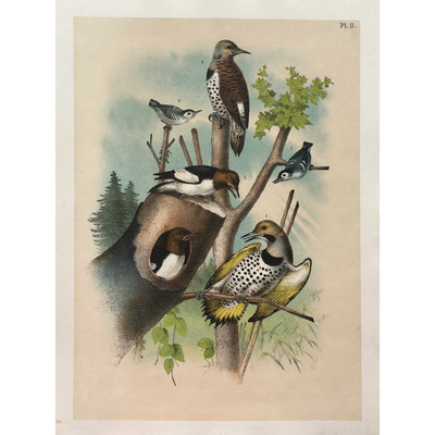 Pl. II. (1+2 - Gold Winged Woodpecker, 3+4 - Red Headed Woodpecker, 5 - White Br