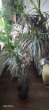  Drachenbaum Dracaena Verkaufe Drachenbaum Marginata Zimmerpflanze/Grünpflanze 