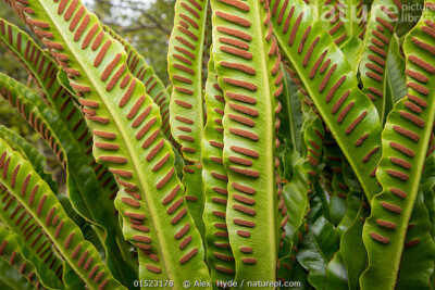 10 Seeds Spores Asplenium Scolopendrium Nidus Hart S Harts Tongue Fern Plant Bio Ebay