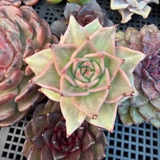 Echeveria  ‘Madiba’, 2.7inches , J09