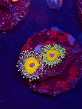 TNTcoral The God Beast 1 Polyp Zoa Frag-WYSIWYG-Frag-Live Coral-LPS-SPS-ZOA