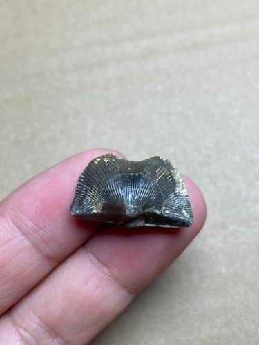 5 Stück schöne devonische Zeit Brachiopod Spirifer Musterstein - Bild 8 von 24