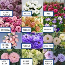 20 SEED PACK for Germination of Exotic LISIANTHUS Prairie Gentian flower garden