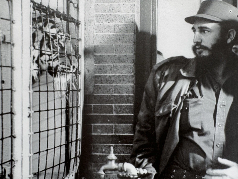 Fidel Castro y el tigre enjaulado - Momento simbólico de Korda estampado vintage Foto 3 de 4