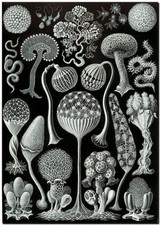 ERNST HAECKEL CANVAS PRINT Art Nouveau Forms in Nature 8"X 10" Mycetozoa