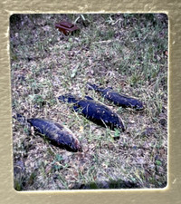 1962 3D Color Stereo Slide 3 Bass On Grass Also The Case From The Realist Camera