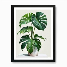 Monstera Obliqua Plant Living Room  Framed Wall Art Poster Canvas Print Picture