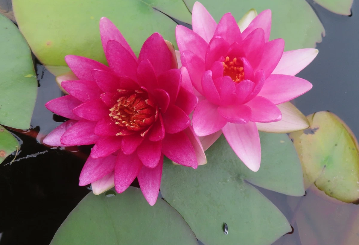 睡莲睡莲水草| eBay