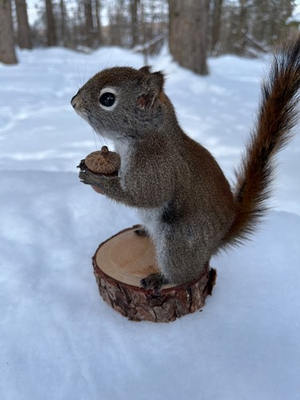 #ad Red Squirrel Taxidermy Squirrel Taxidermy Pine Squirrel Adirondacks Gift $190.00