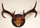 Beautiful white-tailed deer antlers white-tailed deer trophy