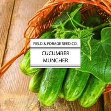 Cucumber Muncher | Cucumis sativus ‘Muncher’ | Sweet, Burpless Heirloom | Non-GM