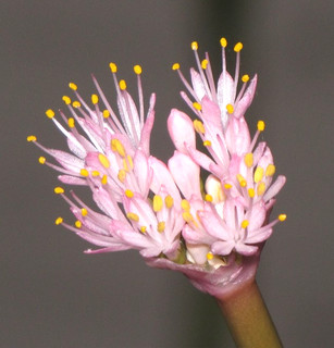 Haemanthus humilis Swaershoek Pass FS bulb only one