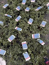 Ceanothus Repens Excellent Evergreen Shrub, Ideal To Cover Banks In