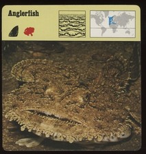 Anglerfish  Safari Cards Rencontre Fish