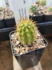 Loxanthocereus xylorhizus (with locality) (cactus - succulent - plant)