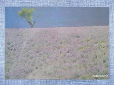 Field of Wildflowers Germany Art Postcard used Michel + Co 1980s Europe Travel