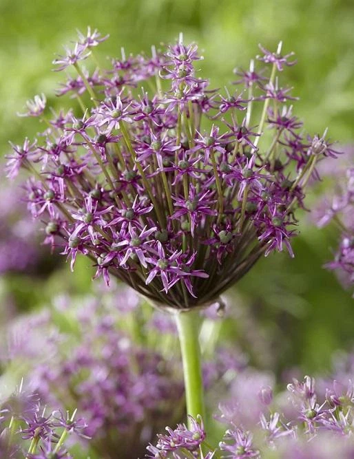 SOUTH EASTERN HORTICULTURAL Allium 'Miami' Spring Flowering Bulbs Pack x5