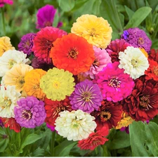 Dahlia Flowered Mix Zinnia Seeds | Giant Rainbow Bennarys Big Flower Seed 2025