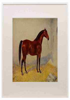 Babbage Frank Horse 1911 Cleveland Bay Stallion Sultan A3 A4 Framed Print Pictu