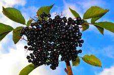 35+ Aronia melanocarpa Black Chokeberry white flower shrub-seed