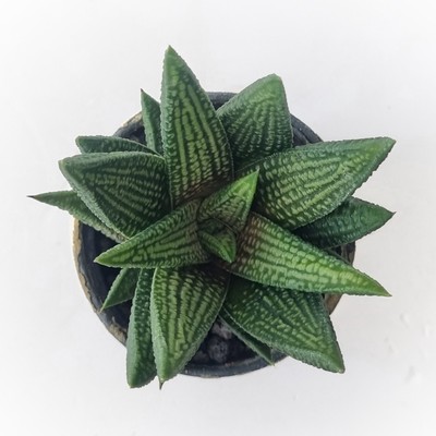 Haworthia koelmaniorum 'mable queen' E675 by Little One Plant Nursery