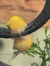 SUPER HEALTHY GOLD Freshwater Aquarium Mystery Snails - Beginner Friendly!