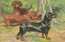 Dackel Dachshund Teckel Hunting Old Dog PC.