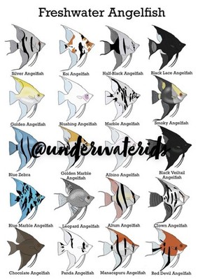 Freshwater Angelfish Wall Art (Buy One Get One Free Choose Any Other Print) A4