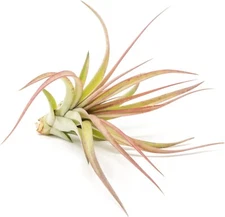 Large Tillandsia Sparkler Air Plants 5–7" - Live with 30-Day Guarantee