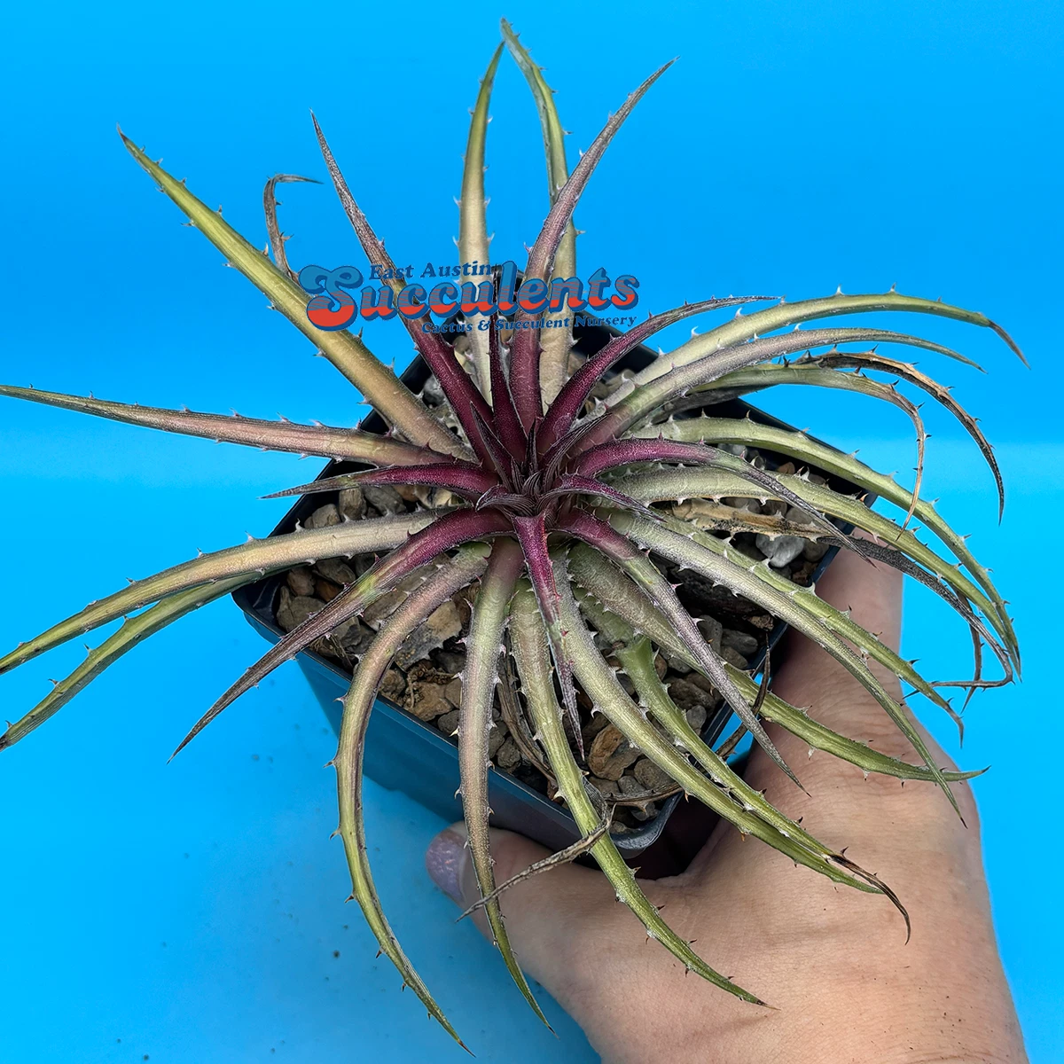 Dyckia for sale | eBay