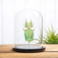 Giant Leaf Taxidermy insect in Glass Dome (Phyllium giganteum)
