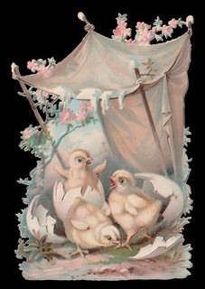 CHROMO DECOUPIS La naissance des poussins 120x80mm