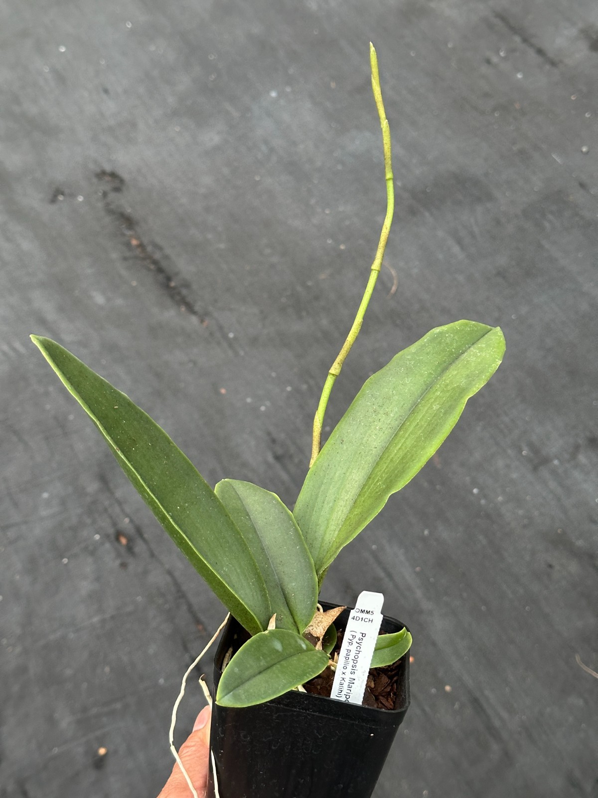 BUTTERFLY ORCHID HYBRID Mariposa BLOOMING SIZE - IN SPIKE 4 inch pot