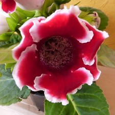 RUSSIAN GLOXINIA SEEDS HOUSE PLANTS WITH RED WHITE EDGES FLOWERS F1 HYBRIDS