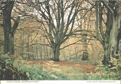 Pooh's Wood Ashdown Wald Postkarte Richter Ltd Sussex Wald Landschaft