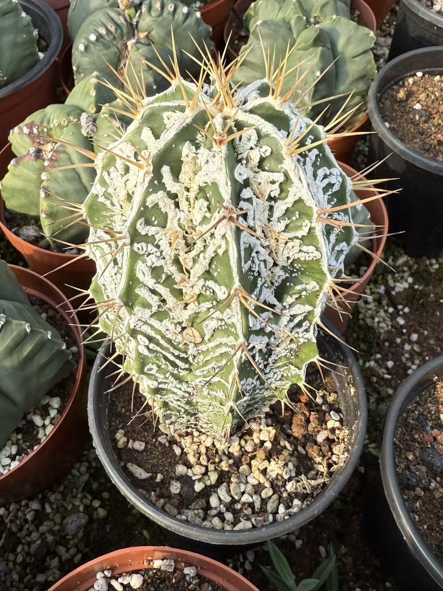 RareCactus Astrophytum ornatum cv. Fukuryu - Large - seedgrowth 12-15CM |  eBay