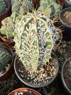 RareCactus Astrophytum ornatum cv. Fukuryu - Large - seedgrowth 12-15CM