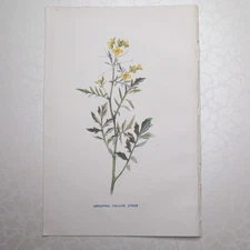 Original 1902 Botanical Print Of Creeping Yellow Cress Familiar Wild Flowers