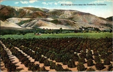 Los Angeles CA-California Orange Grove near the Foothills c1920 Vintage Postcard