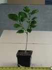WOW FACTOR Tropical Hibiscus -- Plant in 4.5" pot — photo 3