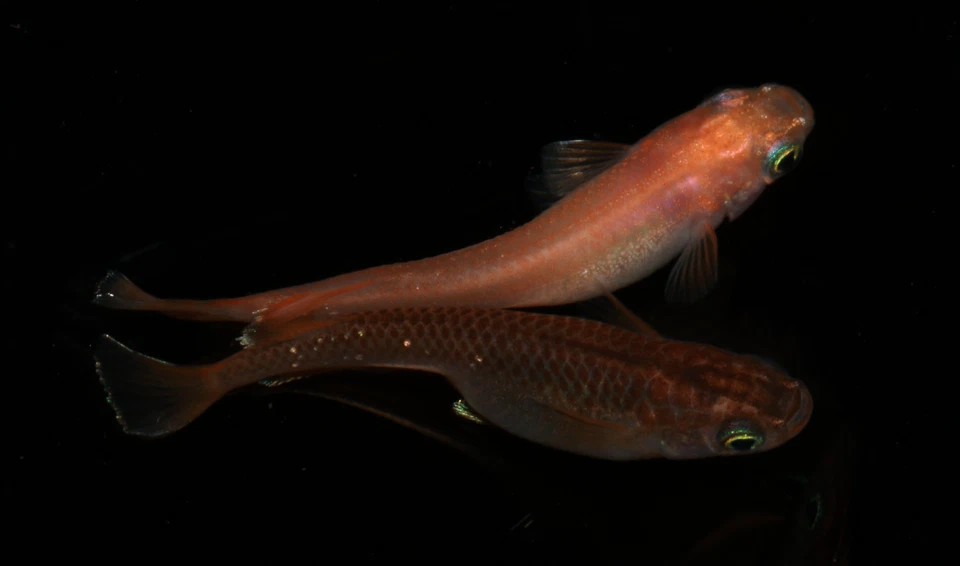 Medaka Eier Reisfische - Red Cliff Polymorphic - Wide Fin - Bild 4 von 4