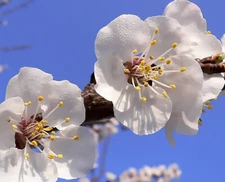 Mandchurian Apricot, Prunus armeniaca mandshurica, Tree Seeds