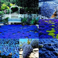 20000 Magic Blue Creeping Thyme Seeds for Planting Ground Cover Plants Heirloom