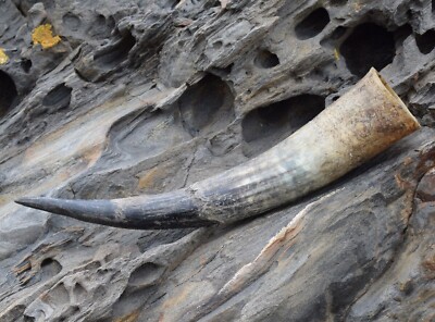 Trinkhorn 0,3 L natur rau, Wikinger, Trinkhörner, Met Horn, Viking horn.