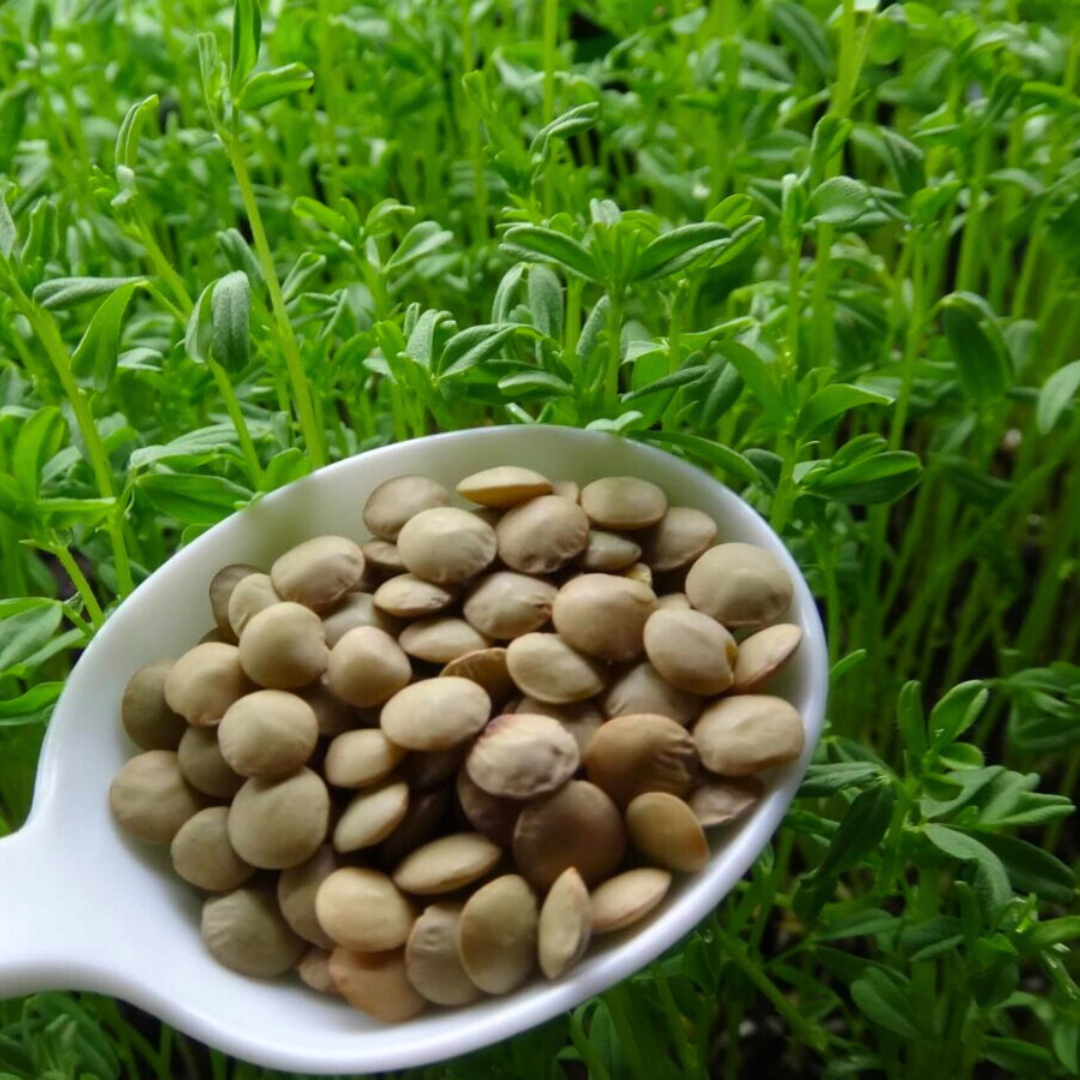 Lantis Seed Fresh Premium Organic Lentil Seeds | Green | Heirloom Non-GMO ...