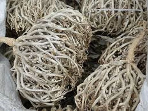 Flower of Maryam Booti Anastatica Hierochuntica Ease Labour Pain Plant Herb New - Picture 2 of 4