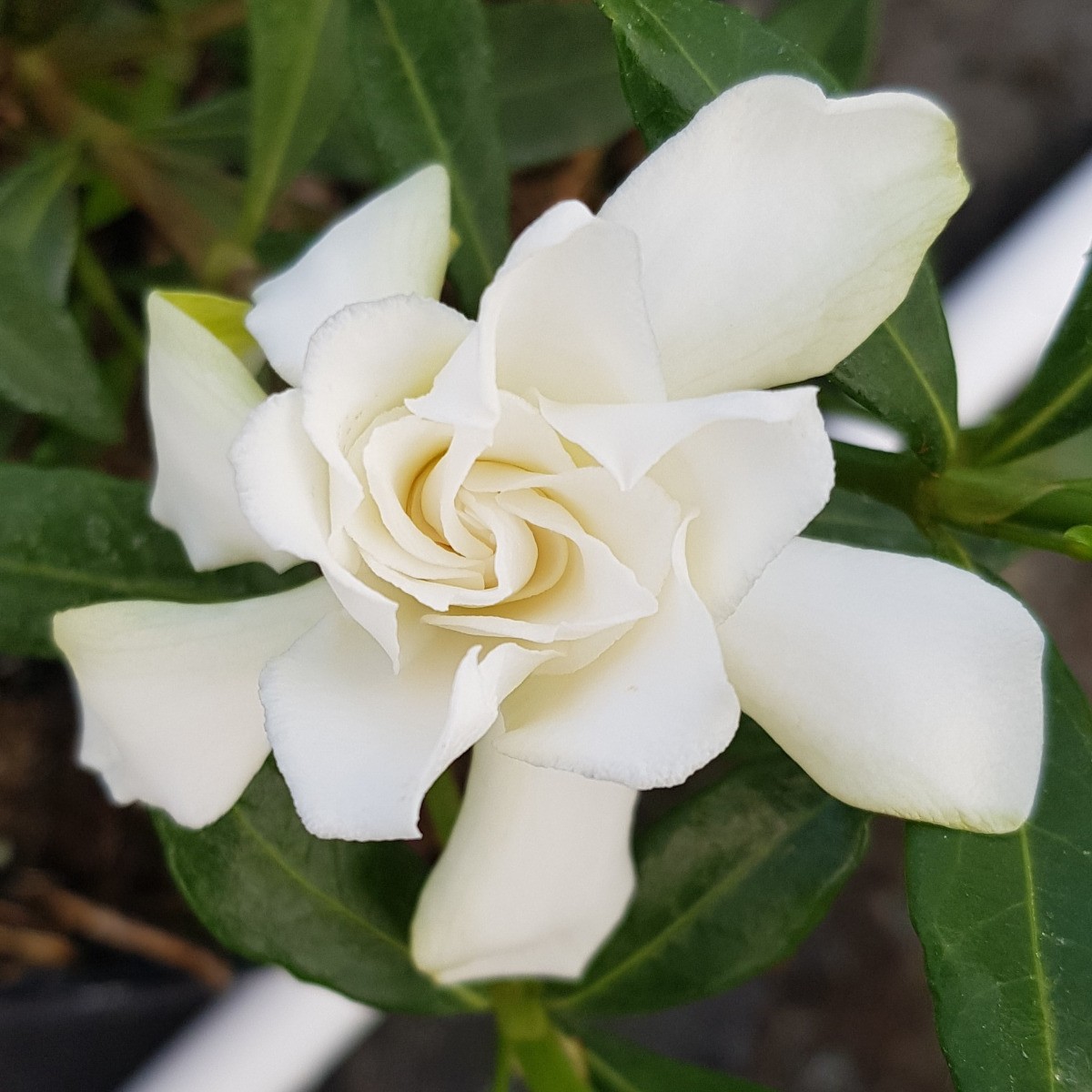 Gardenia jasminoides Perfumed Petticoats arbuste persistant rustique fleurs doubles blanc 3L