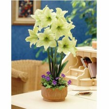 T&M Amaryllis Lemon Star Bulbs Tender Yellow Flowering Indoor Plants 1 x Bulb