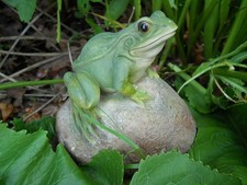 Latex mould of a frog on rock