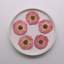 12PCS real dried Pressed rose flowerhead, natural pink color rose head FSS04